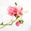 Fleurs de magnolia - reproduction encadrée rose mat pour la décoration intérieure