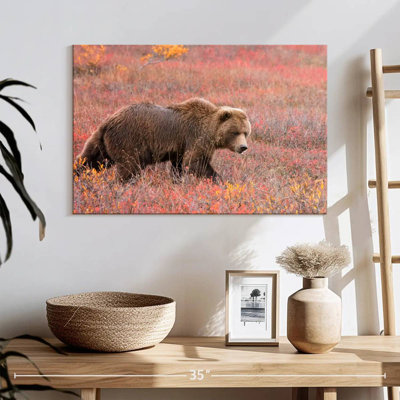 Ours grizzly Brampt