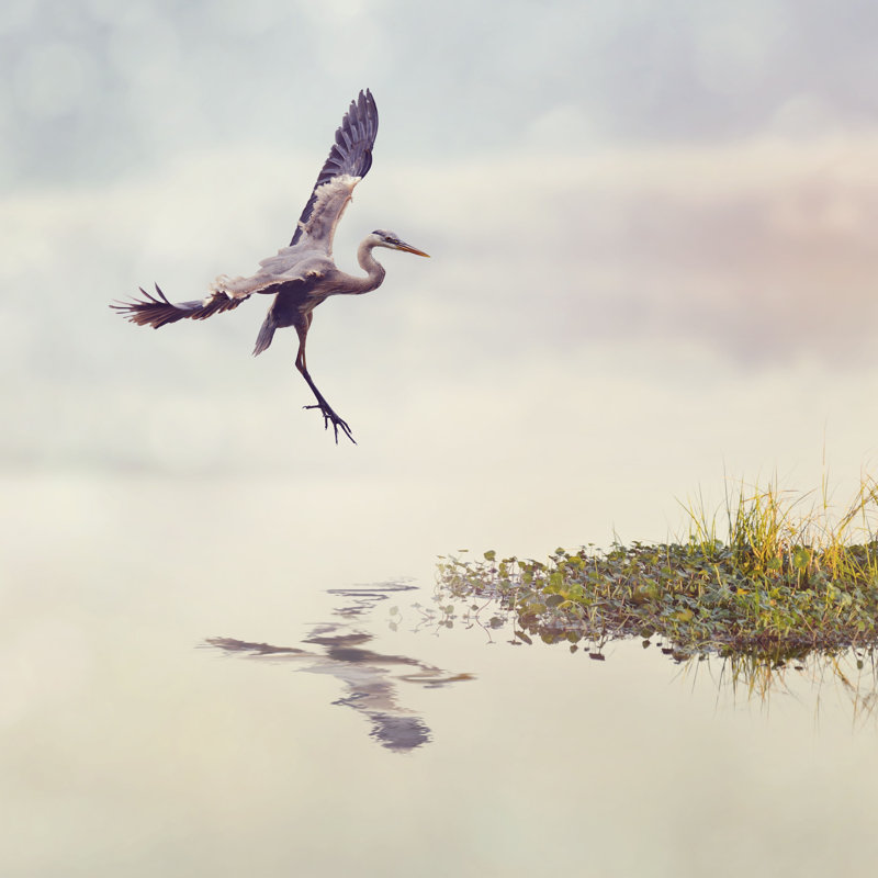 «Great Blue Heron» par Saddako - Photographie sur toile tendue, H 12 po x l 12 po