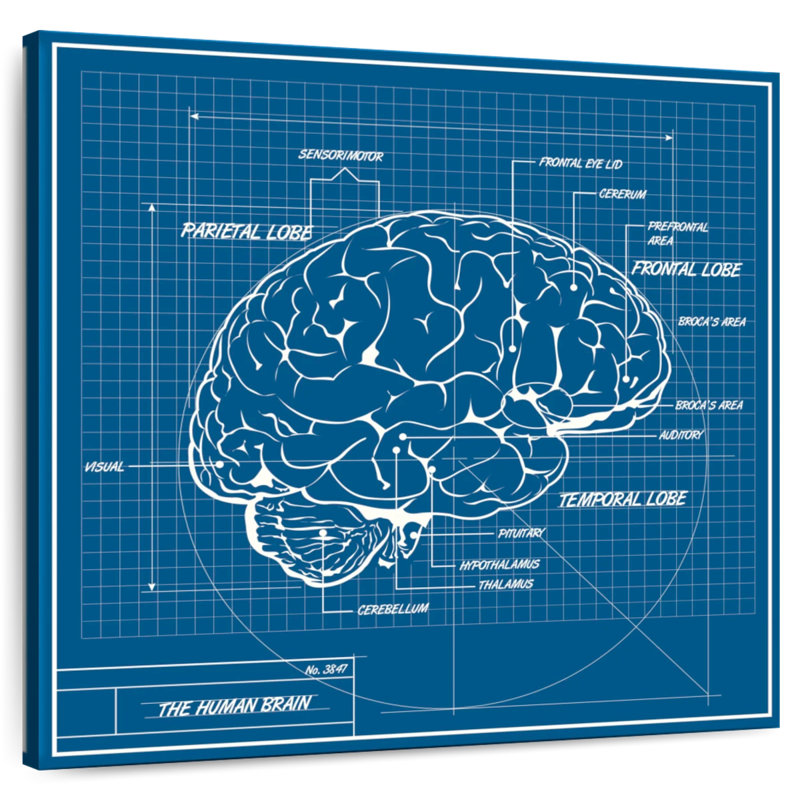 Schéma du cerveau humain Keiri, H 39 po x l 39 po