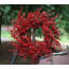 Couronne à baies rouges 24 po