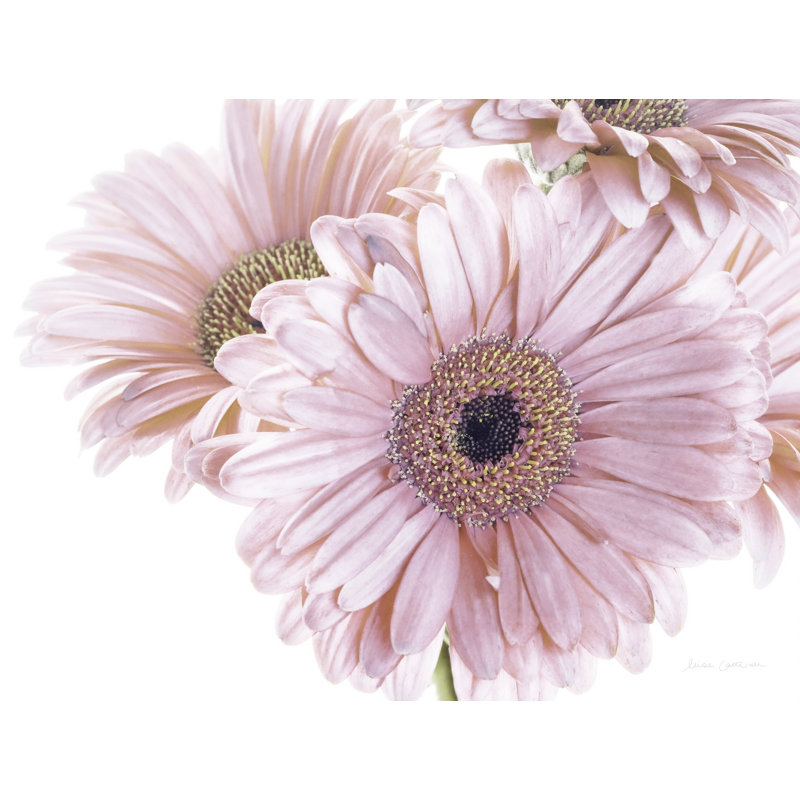 Gerbera, rose pastel, conceptuel, photo, H 24 po x l 48 po x P 1,5 po