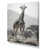 Toile tendue