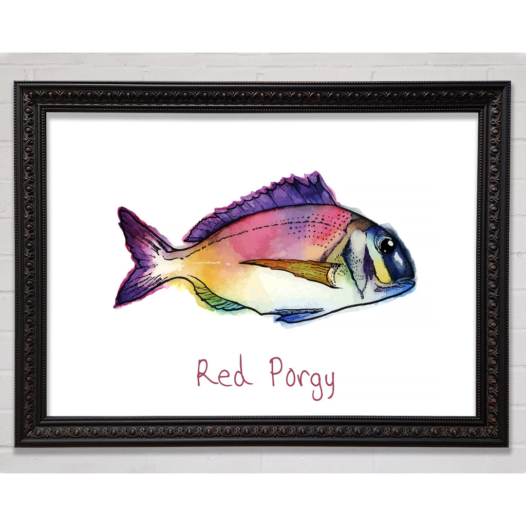 Red Porgy Rainbow - Einzelner Bilderrahmen Kunstdrucke