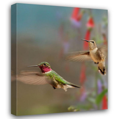 Latitude Run® Fitzharris, Tim Gallery Wrapped Canvas Art Titled: Broad Tailed Hummingbirds