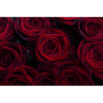 " Red Roses " by Ksenia_Pelevina