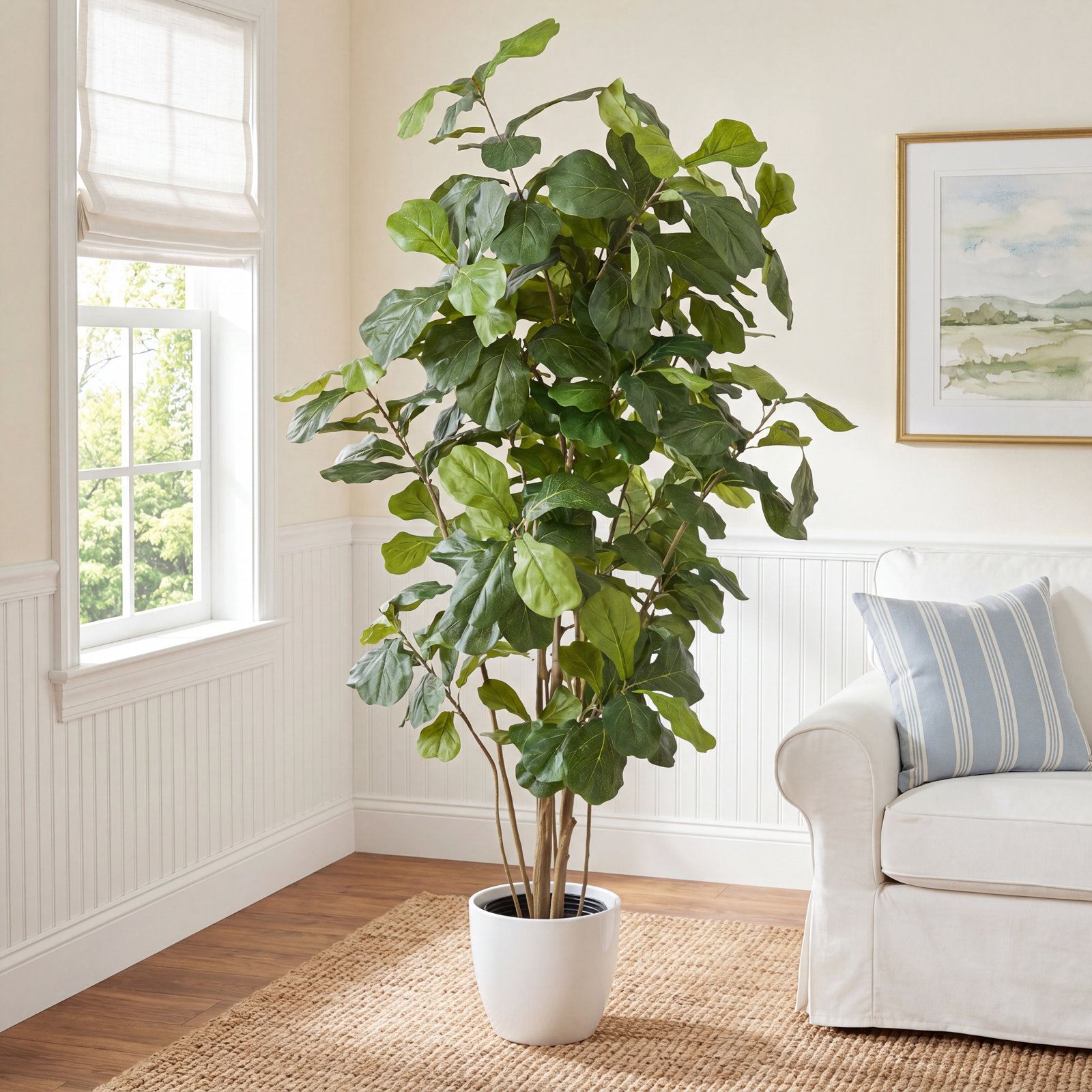Fiddle Leaf Fig Tree in Pot, 84" H x 40" W x 40" D