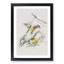 Prothonotary Warbler Birds by John Audubon - Picture Frame Painting Print-55602070-55602081
