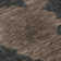 Premium Machine Washable Prisco Chocolate Rug