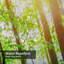Rideau de douche avec 12 crochets Beautiful Forest Day-1457517528