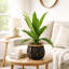 Boîte à fleurs verticale en métal noir 42 po Dracaena-1921938178-1921938181