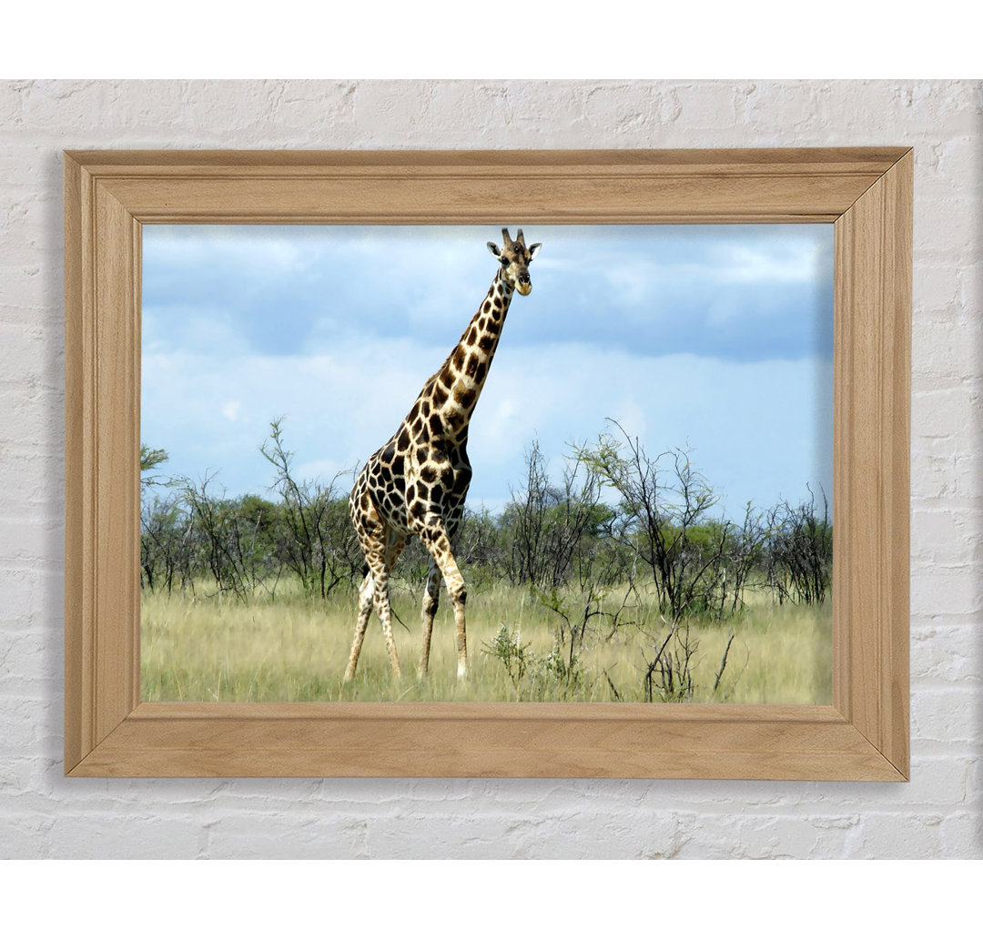 Giraffe in der Wildnis von Namibia - Bilderrahmen Kunstdrucke