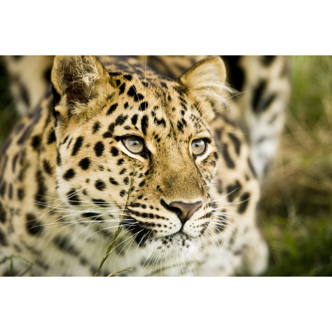 Leopard In The Wild von WILLSIE - Druck auf Leinwand ohne Rahmen