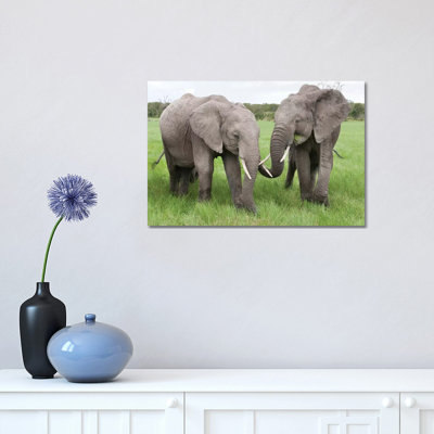 African Elephant Pair Grazing, Ol Pejeta Conservancy, Kenya by Tui De Roy - Wrapped Canvas Print