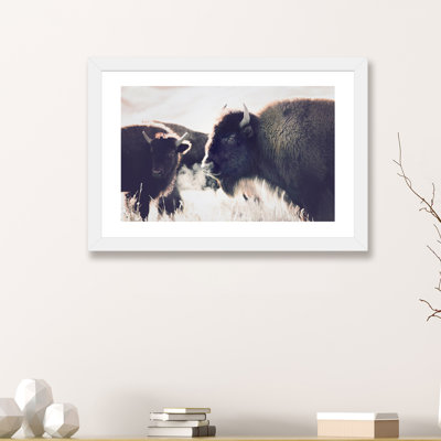 Photographie buffalo