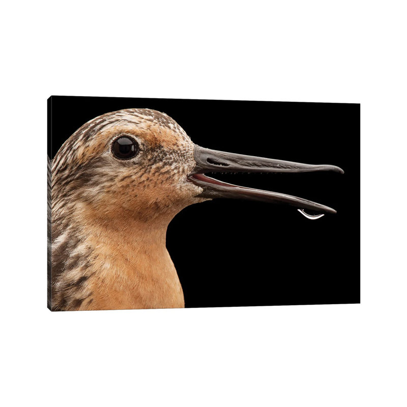 A Knot A Bird Species In Rapid Population Decline, 20.32cm H x 30.48cm W