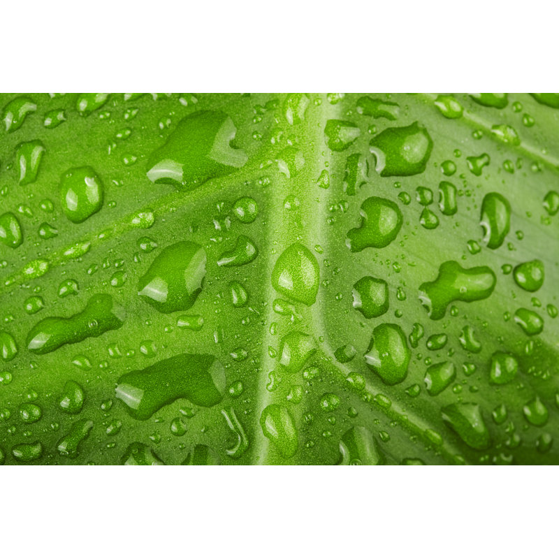 Bekircan Green Leaf - Wrapped Canvas Print, 30cm H x 46cm W 3.8cm D