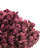 Natural Botanicals 15" Hydrangea with Multiple Branch Segments, Preserved-1594274024