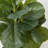 36'' Faux Fiddle Leaf Fig Tree-1137422214