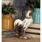 Adelphie Polystone Indoor Outdoor Rooster White Decorative Garden Sculpture