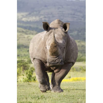 Closeup Of Rhinoceros by JasonPrince - Wrapped Canvas Print