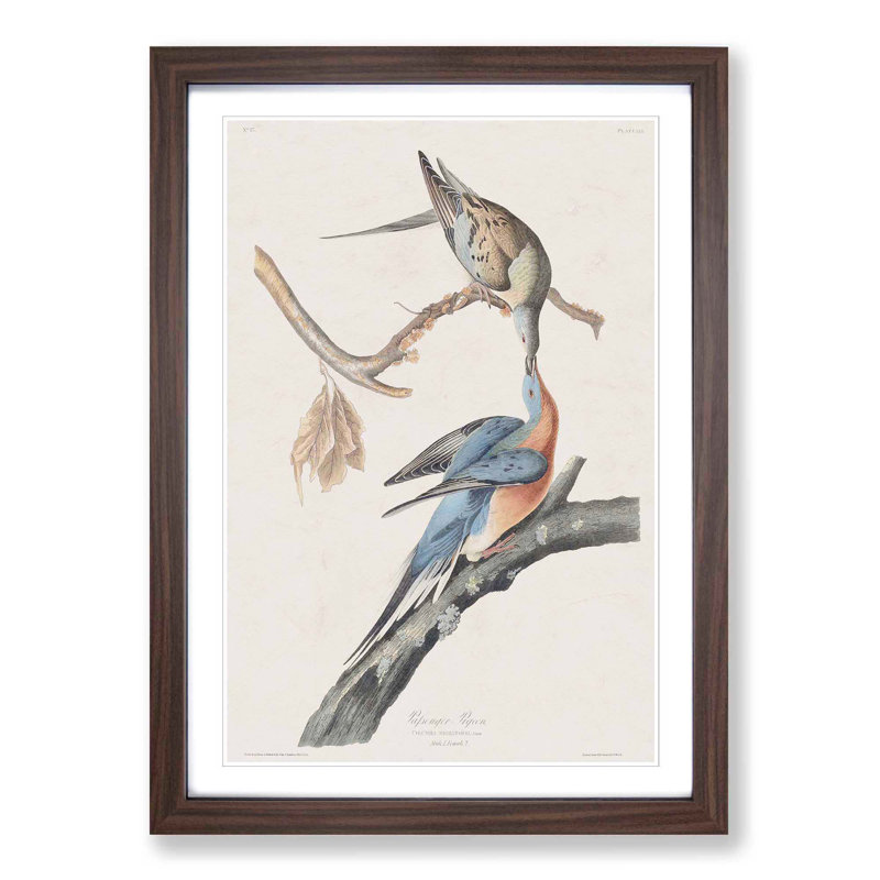 Passenger Pigeons by John Audubon - Framed Print, 65cm H x 48cm W x 2cm D, Walnut Framed