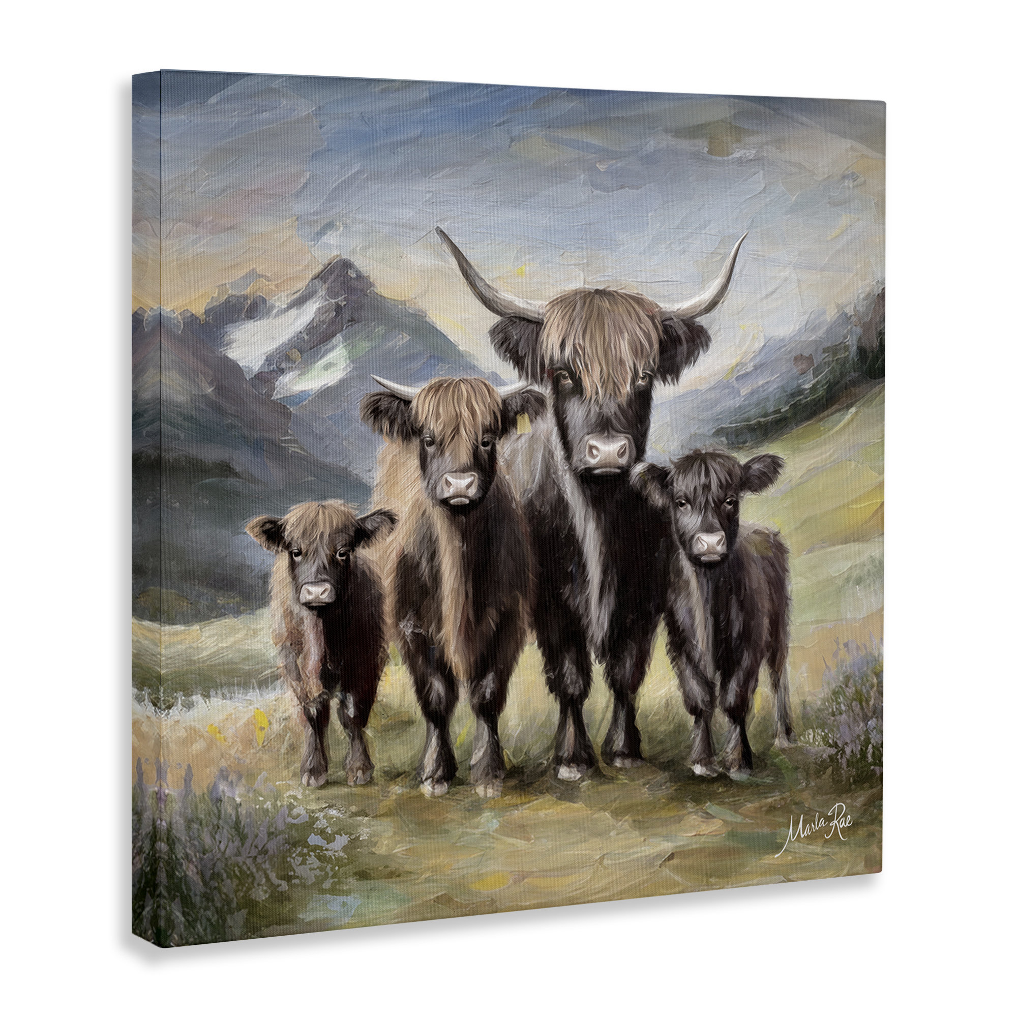 Highland Cow - 18 For Sale On | Highland Cow For Sale, Highland Cows For Sale, Highland Steers For Sale - View #9