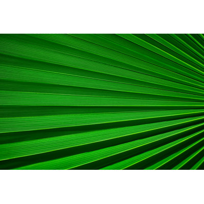 Palm Leaf Detail by Bluberries - Print