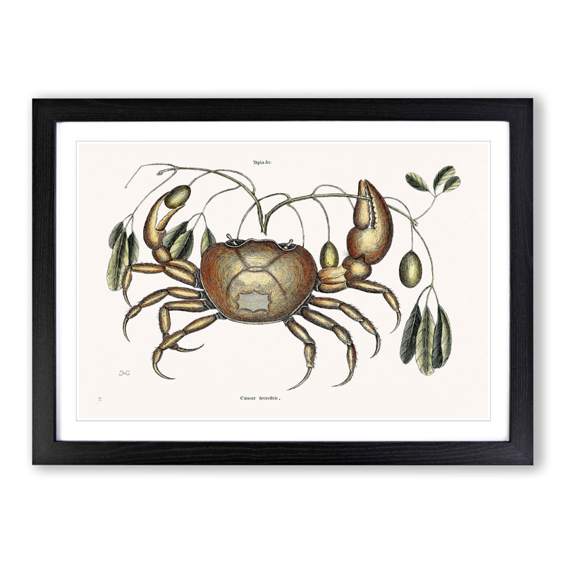 Land Crab by Mark Catesby - Picture Frame Painting Print, 62cm H x 87cm W x 2cm D, Black Framed