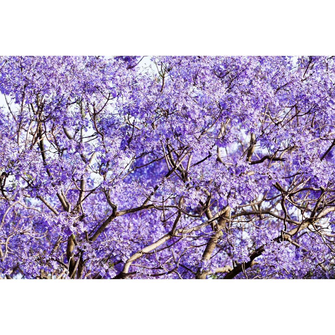 Jacaranda Tree Purple Blossoms In Spring Time by Imamember - Drucken