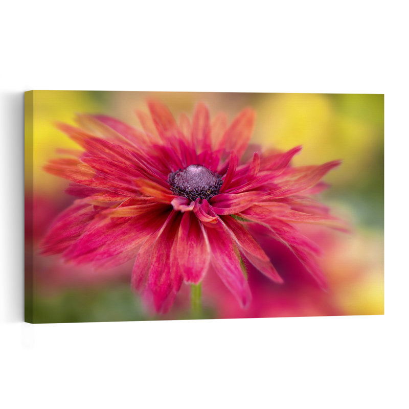 Vibrant Magenta Bloom Colorful Vibrant Flower Nature Wall Art Print 1 Piece Wrapped Canvas Wall Art, 30.48cm H x 45.72cm W