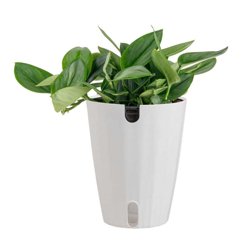 Costa Farms Indoor Trending Tropicals Collection Sterling Silver House Plant in 6-inch Self-Watering