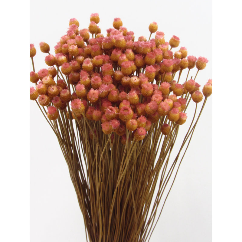 Mixed Assortment Arrangement, Mauve