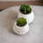 Sharpe 8" Tall Artificial Succulent