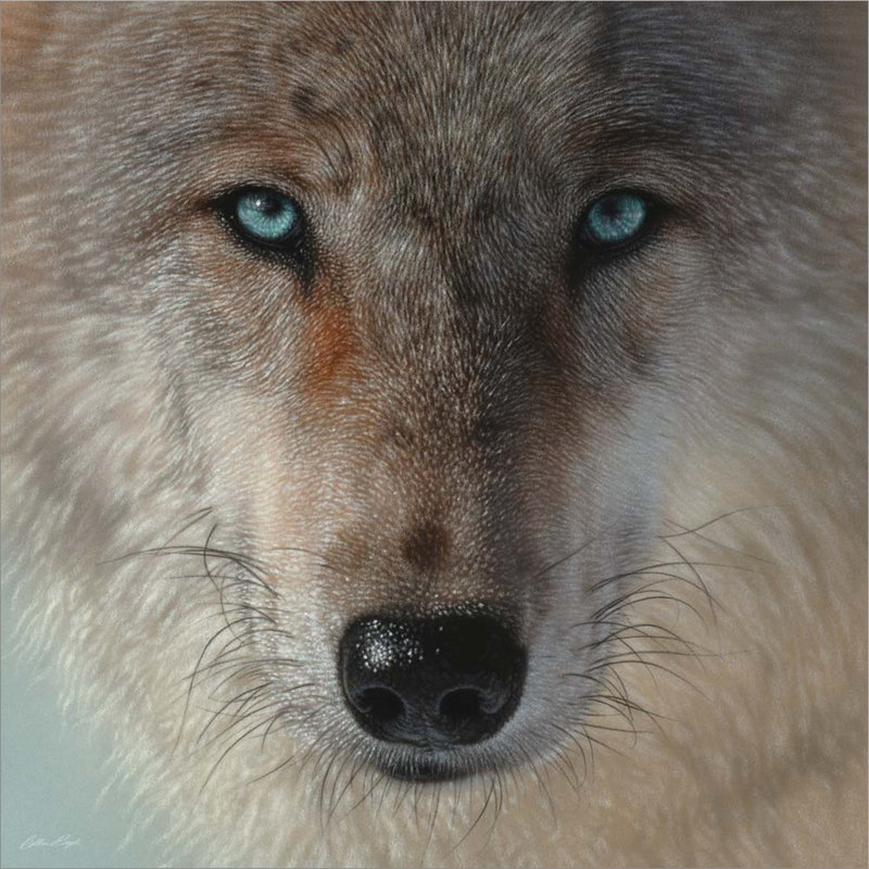 «Inner Wolf» par Collin Bogle, art mural sur toile