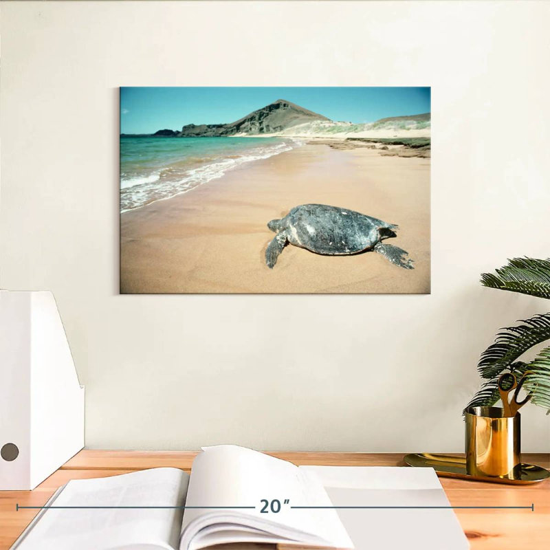 Brampt Galapagos Loggerhead Turtle, 8" H x 12" W