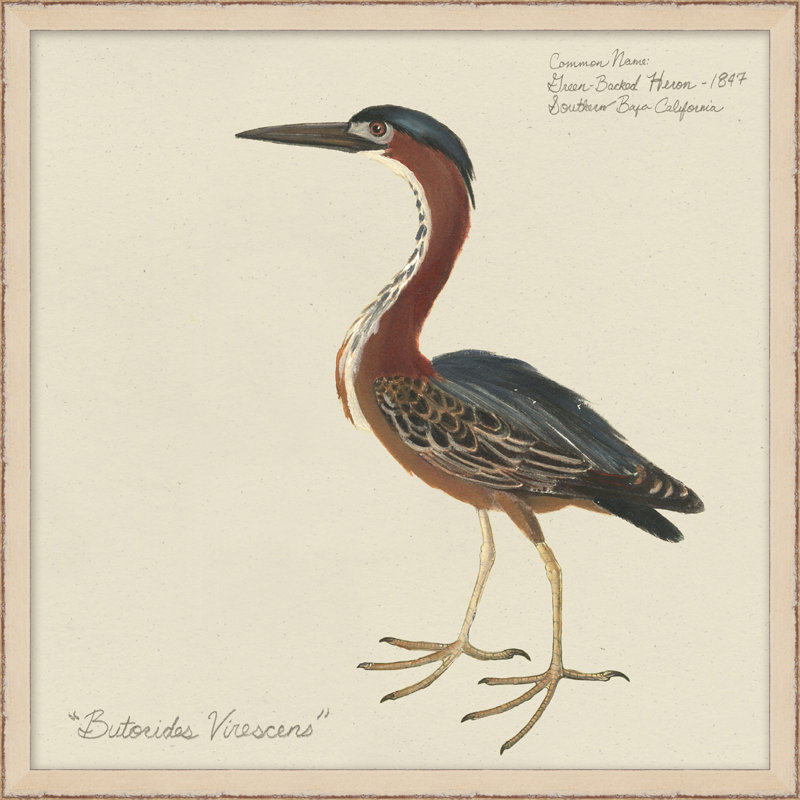 Seabird Collection 6 Painting