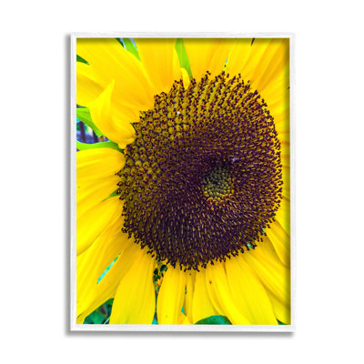 Gros plan sur les fleurs de tournesol jaunes, nature botanique par Heidi Bannon - photographie sur toile flottante