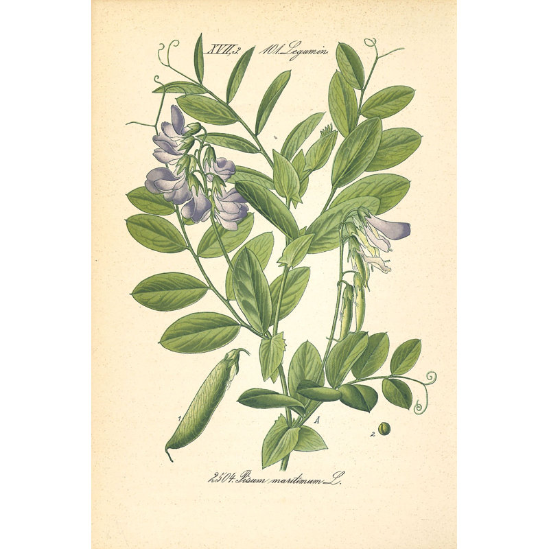 Vintage Botanical Sea Pea - Wrapped Canvas Print, 30cm H x 46cm W x 3.8cm D