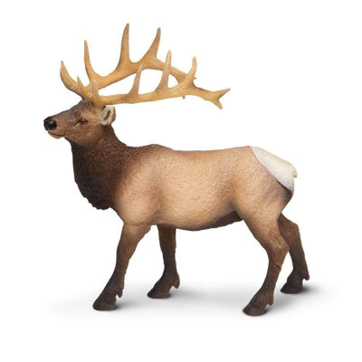 Elk Bull