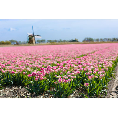 " Tulip Fields " by Famveld