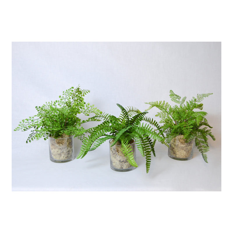 Plant in Glass Jar