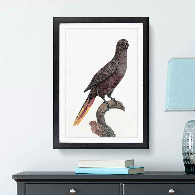 Black Lory by F. Levaillant - Picture Frame Art Print, Black Framed, 36cm H x 27cm W x 2cm D