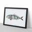 Pilot Mackerel Fish by George Shaw - Framed Print-55616670-55616671
