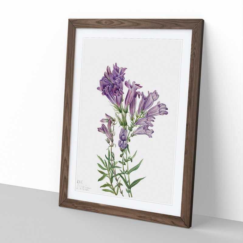 Purple Pentstemon by Mary Vaux Walcott - Picture Frame Painting, 65cm H x 48cm W x 2cm D, Walnut Framed