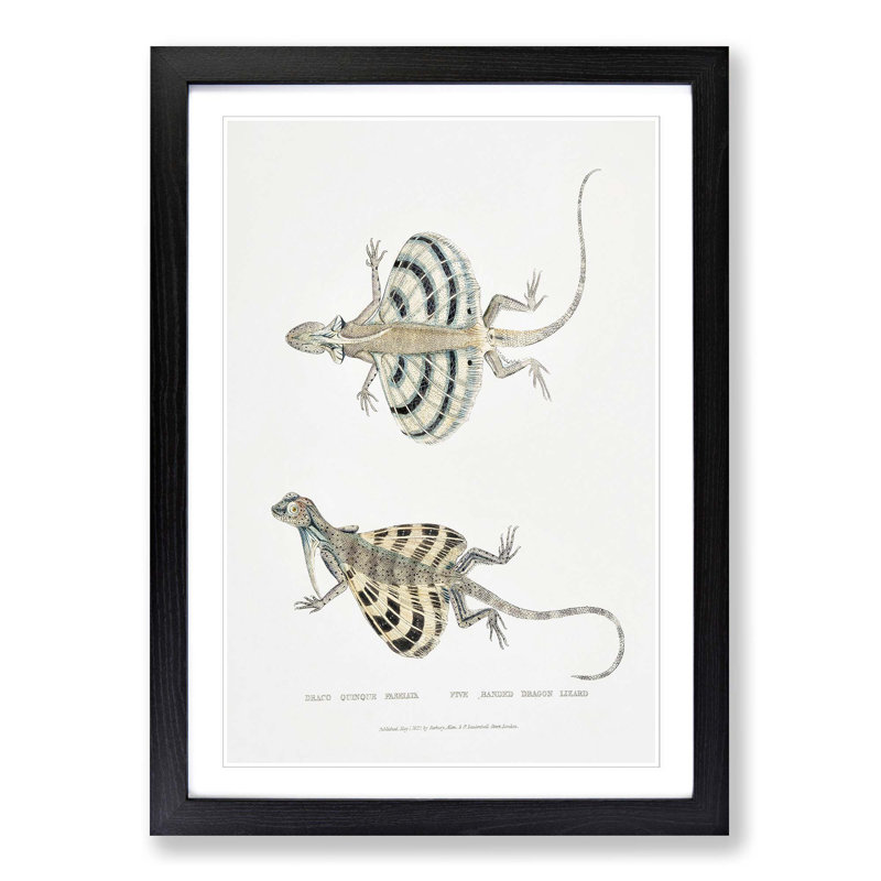 Dragon Lizard by John Edward Gray - Picture Frame Painting Print, Black Framed, 48cm H x 36cm W x 2cm D