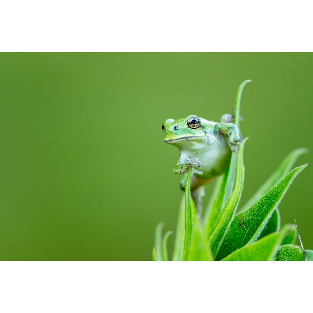 Ein grüner Laubfrosch - Leinwandfoto