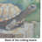 Turtles Tortoises Glass Cutting Board Large