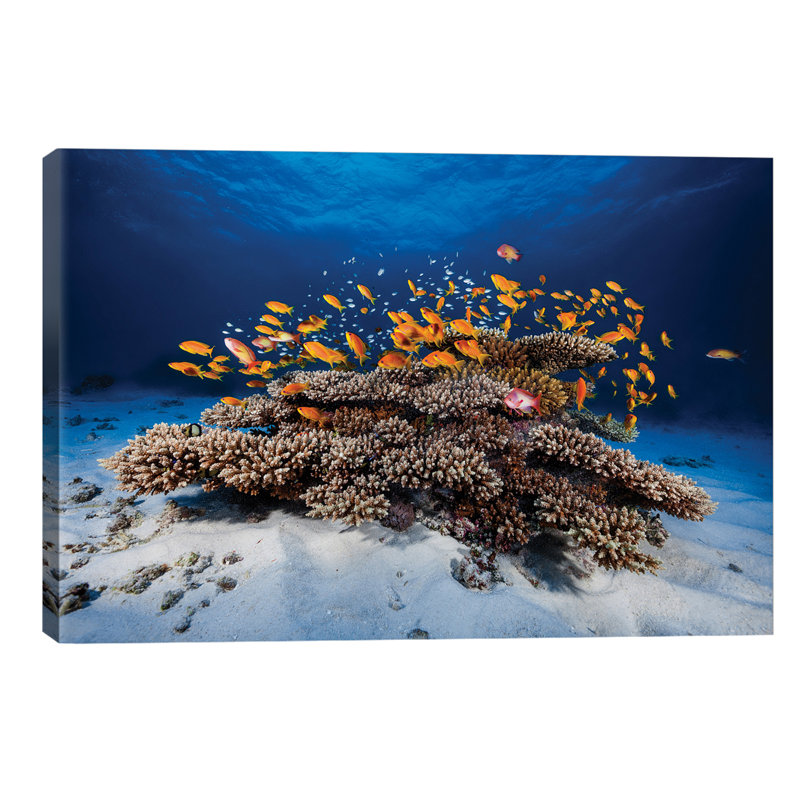 Marine Life by Barathieu Gabriel - Wrapped Canvas Print, 66.04 cm H x 45.72 cm W x 1.91 cm D