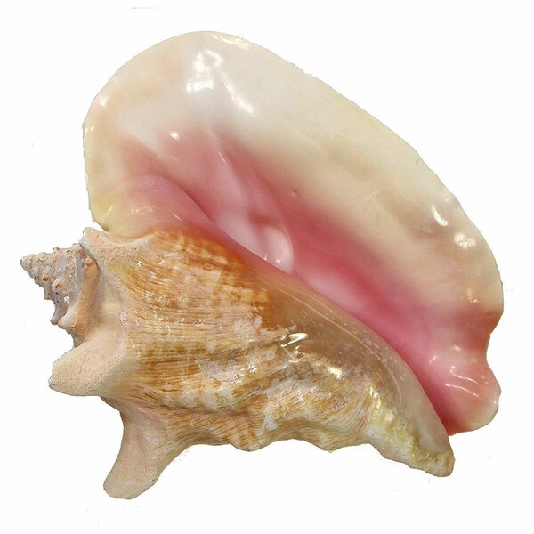 Glass Conch Shells